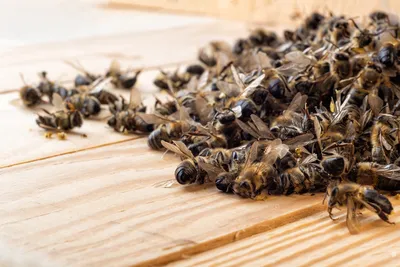 Болезни пчел - Мешотчатый расплод - ПАСІКА від А до Я