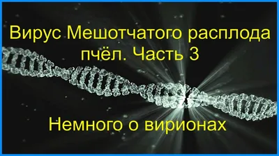 Помогите определить болезнь | Объединенный пчеловодческий форум |  Пчеловодство | Пчеловод.ИНФО