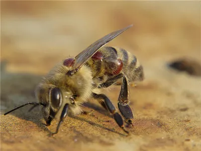 Инфекционные болезни пчёл: классификация возбудителей, причины появления  болезней и иммунитет пчёл. Зачем нам это знать? | Пасека Чиковых / АПИ-БЛОГ  | Дзен