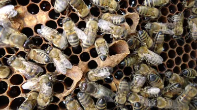 Пчеловодство — Эндовираза