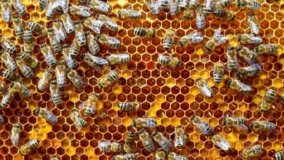 Стоит ли пчеловоду бояться инбредной депрессии на пасеке | Медоведение |  Дзен