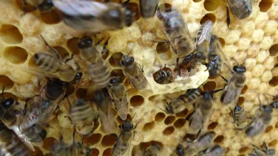 Новый генотип вируса мешотчатого расплода у пчел Apis mellifera – тема  научной статьи по биологическим наукам читайте бесплатно текст  научно-исследовательской работы в электронной библиотеке КиберЛенинка