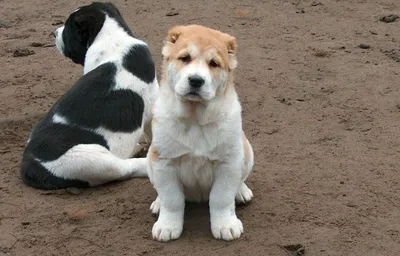 Фото щенков Алабая с 1 по 12 месяц: вес и рост по месяцам - PetsTime.ru
