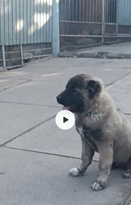 Самый лучший подарок для вас и: 35000 KGS ᐈ Собаки | Бишкек | 104383224 ➤  lalafo.kg