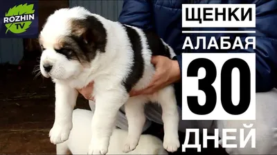 Щенки алабая купить на Зозу.ру