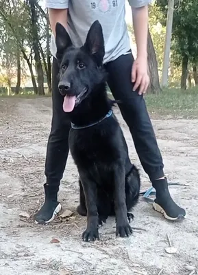 Немецкий афчарканын күчүктөрү сатылат ушул номерине: 2500 KGS ᐈ Собаки |  Бишкек | 87286326 ➤ lalafo.kg