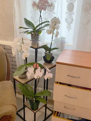 Подставка для цветов металлическая напольная, цветочница стойка лофт под  цветы, этажерка для растений — купить в интернет-магазине по низкой цене на  Яндекс Маркете