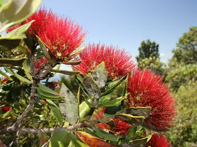 Метросидерос: новозеландское рождественское дерево | Чудогрядка.рф | Дзен