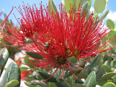 Метросидерос, красивый цветок красного цвета с щупальцами в шкафу,  декоративное и тропическое цветущее дерево из Австралии Стоковое  Изображение - изображение насчитывающей покрашено, популярно: 157428537