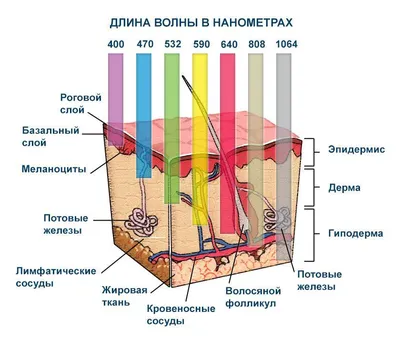 Лазерная эпиляция зоны бикини в Минске, цена