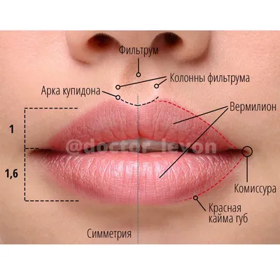 Увеличение губ в Москве: цены, фото до и после, отзывы | Стоимость  увеличения губ в клинике Seline