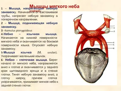 Анатомия: Нёбо, palatum. Твердое небо. Мягкое небо