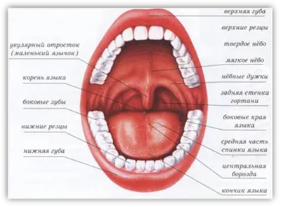 Анатомия: Нёбо, palatum. Твердое небо. Мягкое небо