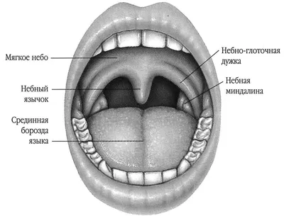 Анатомия: Нёбо, palatum. Твердое небо. Мягкое небо