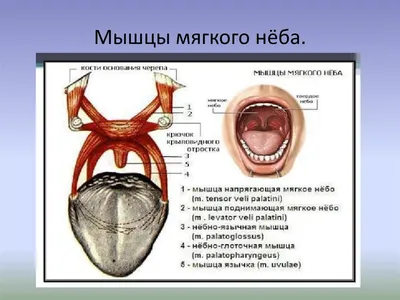 Анатомия: Нёбо, palatum. Твердое небо. Мягкое небо