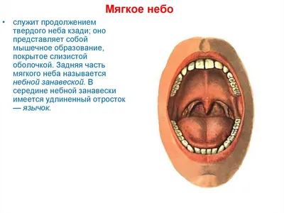 Что такое нёбо в вокале? 😲👇 И как петь объемно при помощи мягкого и  твердого неба? | Вокал и Гитара - Easyvoice5.ru | Дзен