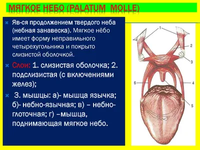 Пластика врожденных расщелин верхней губы и нёба — «Звезда Милосердия»