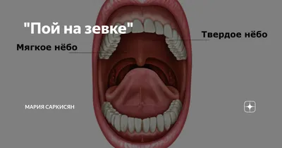 Анатомия полости рта. Губы. Слизистая оболочка рта. Дно полости рта. |  ВКонтакте