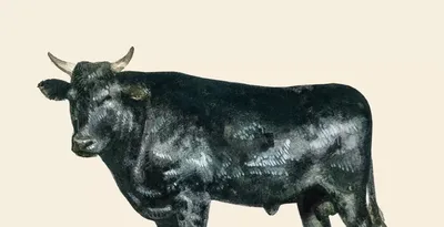 Мясные породы коров: среднесуточный привес, скороспелость