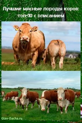 Мясные породы коров фото фото