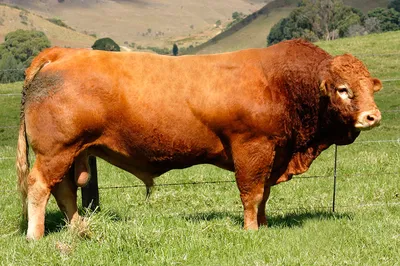 мясные породы коров | Корова, Животные, Телята