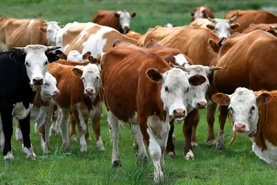 Мясные породы коров практически не дают молока, а вот выход мяса у них  отличный | ФАВОР | Дзен