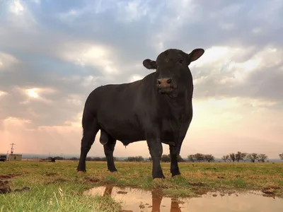 Симментальская порода коров: характеристики, фото