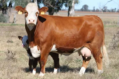 Герефордская (порода коров) — Википедия