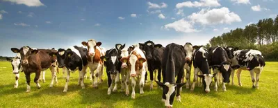 Мясной скот - Агроальянс - поставки племенного скота