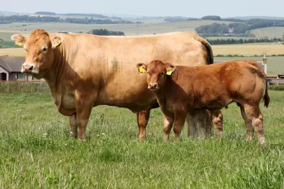 Мясные породы коров практически не дают молока, а вот выход мяса у них  отличный | ФАВОР | Дзен