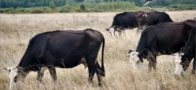 Мясные породы коров - Советы и особенности | «Электропастух»