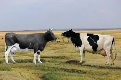 мясные породы коровясные породы коров | Энциклопедия животноводства на  портале — АгроXXI