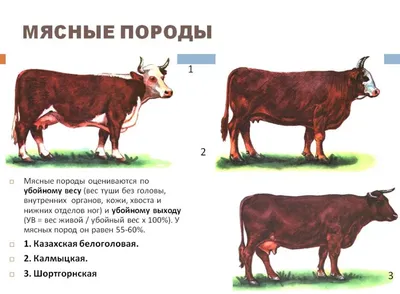 Мясные породы коров из Иркутской области будут разводить в Якутии