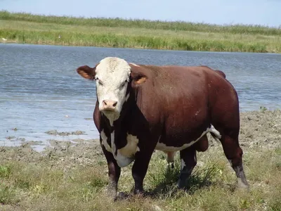 Калмыцкая мясная порода коров