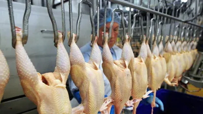 ФАО: к 2031 году мясо птицы займет почти половину мирового рынка мяса |  Ветеринария и жизнь