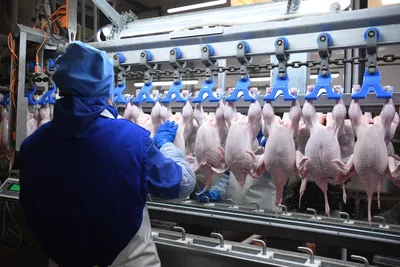 Цены на мясо птицы стремительно растут: Что скрывается за подорожанием? |  Медиа АПК Эксперт, ПищеПромЭксперт | Дзен