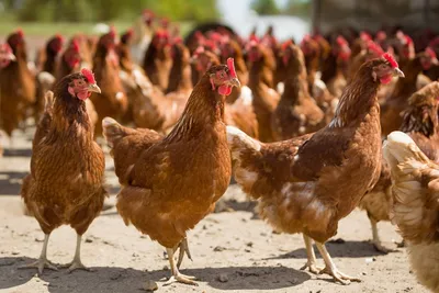 Тревожиться или нет: что произойдет с ценами на яйца и мясо птицы, если  Россия введёт запрет на их экспорт