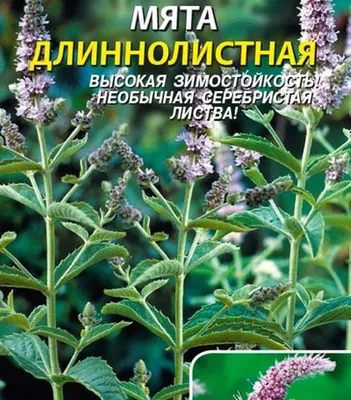 Мята длиннолистная - Мята - Травянистые растения для открытого грунта -  GreenInfo.ru