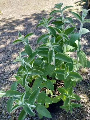 Mentha longifolia - Изображение особи - Плантариум