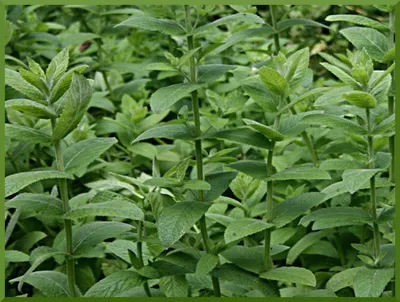 Мята длиннолистная.Mentha longifolia “Silver” , цена за 3шт. Р9 – Коммуна  Флора