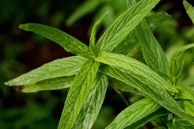 Mentha longifolia, Mentha sylvestris / Мята длиннолистная … | Flickr