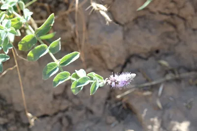 Мята длиннолистная (Mentha longifolia) — описание, выращивание, фото | на  LePlants.ru