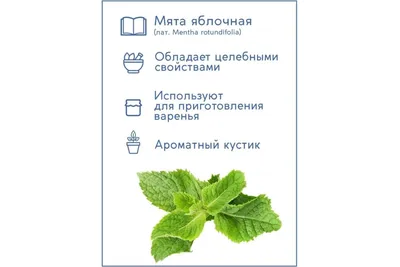 Купить семена Мята Длиннолистная в Минске и почтой по Беларуси
