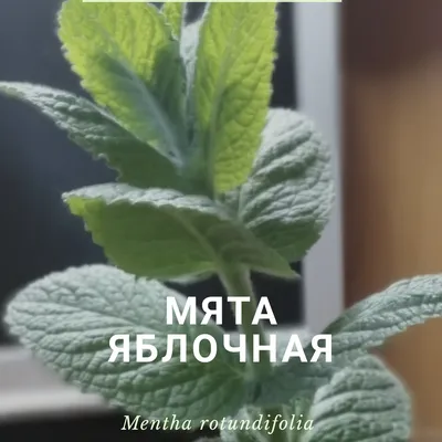 Мятная зависимость - Mint Addiction | ВКонтакте