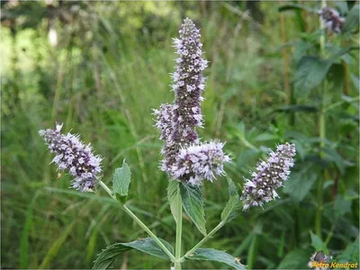 Мята длиннолистная \"Сильвер Форм\" / Mentha longifolia \"Silver Form\"