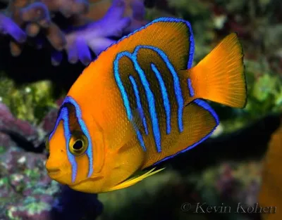 Аквариумные рыбки (Aquarium fish farming): Морской мятный ангел. Marine  mint angel.Peppermint Angelfish