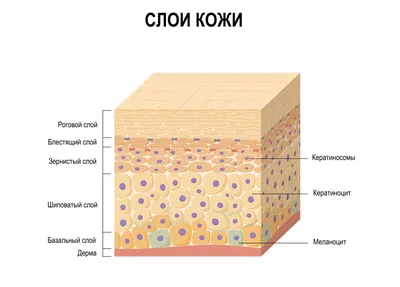 Меланома кожи: симптомы, классификация, стадии, прогноз, диагностика и  методы лечения меланомы кожи