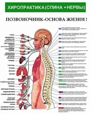 Онко Вики — Незлокачественные заболевания матки