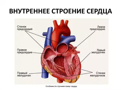 Онкология. ОГК. Опухоли сердца и перикарда. + | Портал радиологов