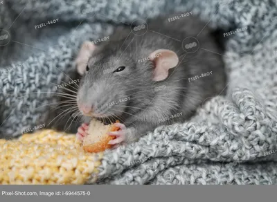 Ля ты крыса демис (51 фото) | Самые милые животные, Забавные зверюшки, Крыса